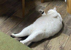 お腹を出して眠る猫