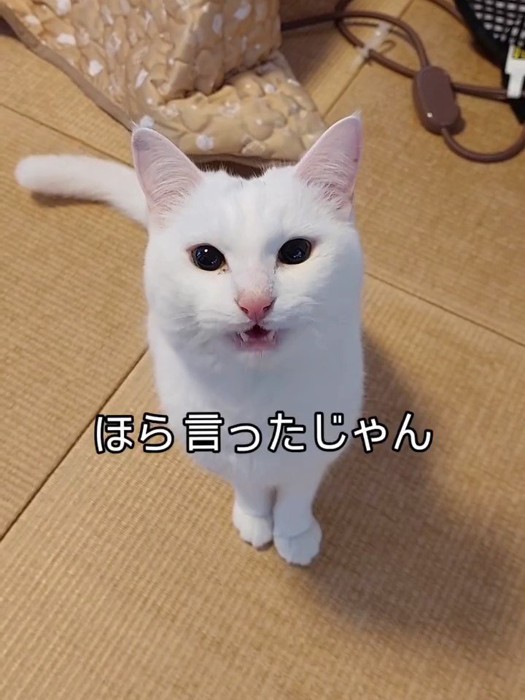 見上げる猫