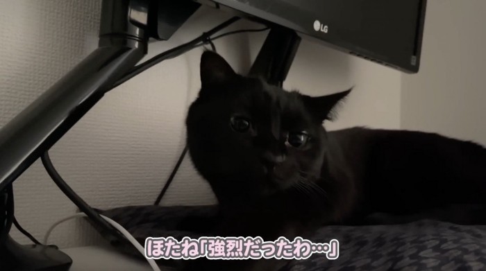 飼い主さんに臭かったと訴える猫