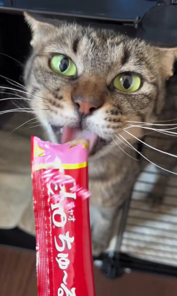 おやつを食べる猫