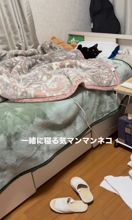 ベッドで寝るみーてぃちゃん
