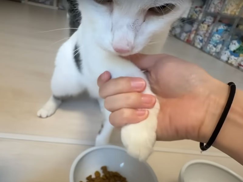 手を握られる猫