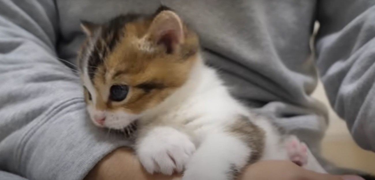 飼い主さんの手を噛むニコちゃん