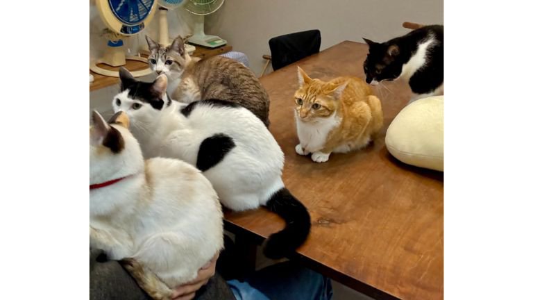 室内にいる猫たち