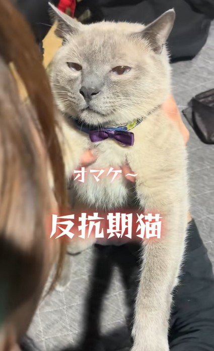 飼い主に抱えられる猫