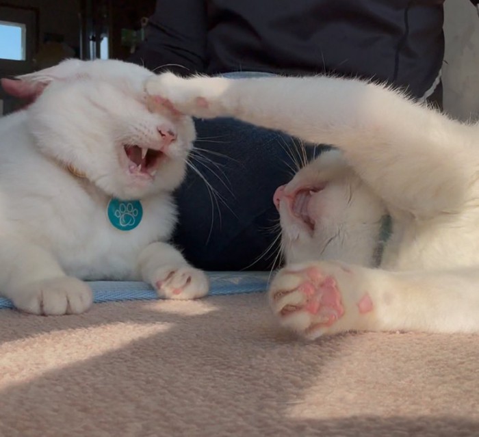 パンチするリリーちゃん