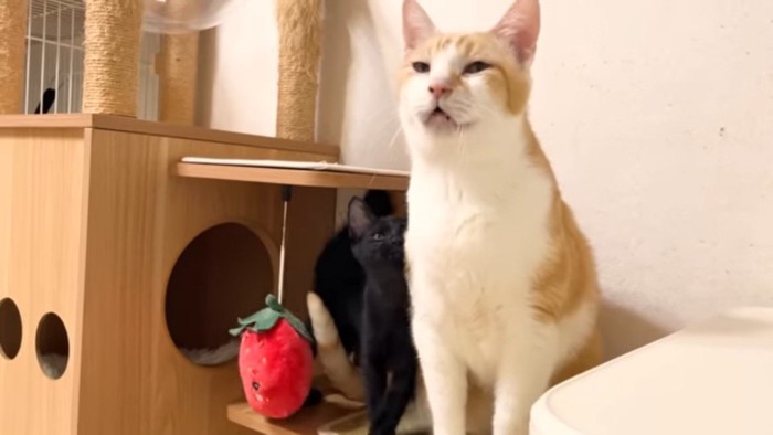 鳴いているむぎくん