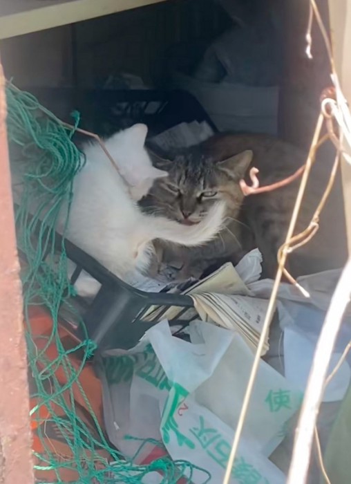 白い子猫とお母さん猫