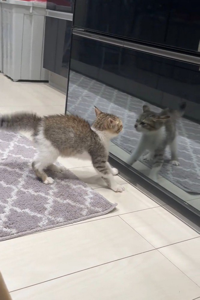 映った自分に警戒する子猫