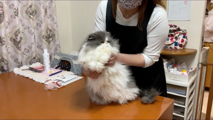 テーブルの上に乗った猫を支える女性