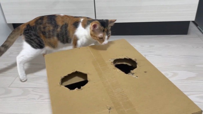 穴を覗く三毛猫