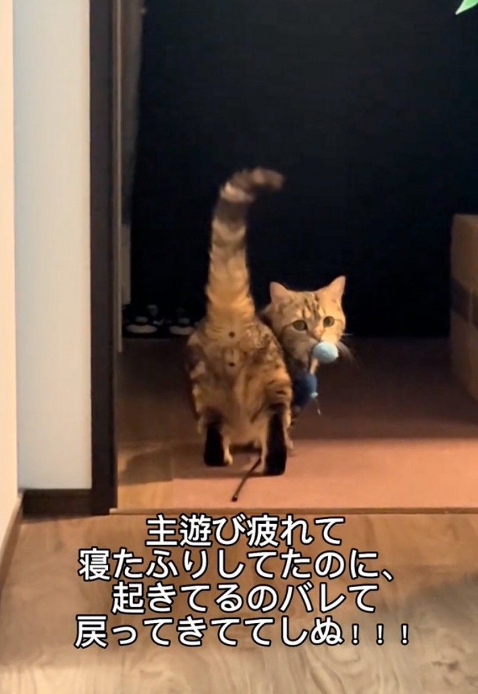 振り返る猫