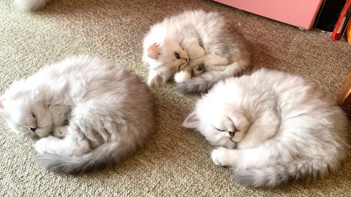 3匹が並んで丸くなり寝ている姿