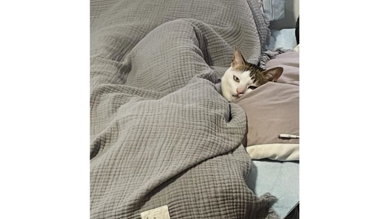 ベッドで寝ている猫