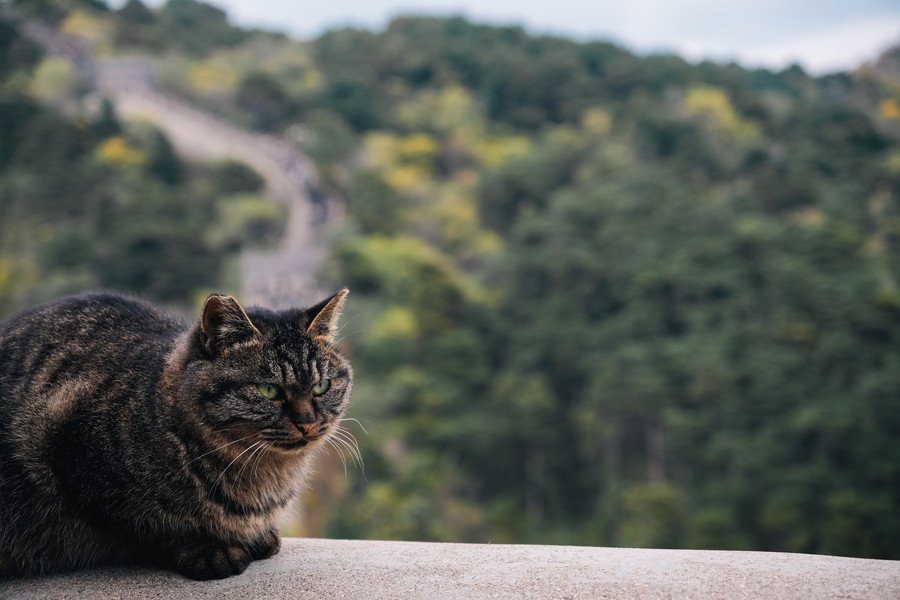 長城の上で眠そうな猫