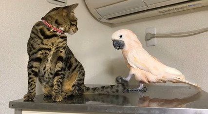 しっぽを触るオウムを見る子猫