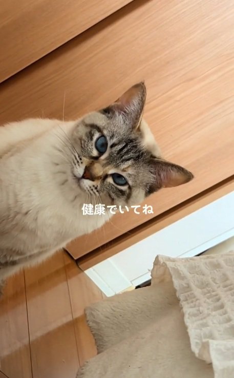 正面を見ているサバ白猫