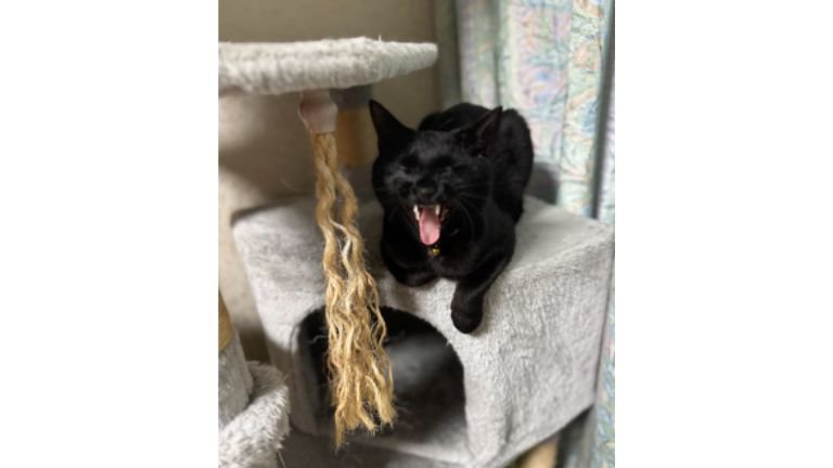 あくびしている猫