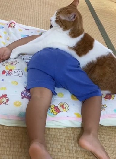 子供の上に乗る猫（全体）