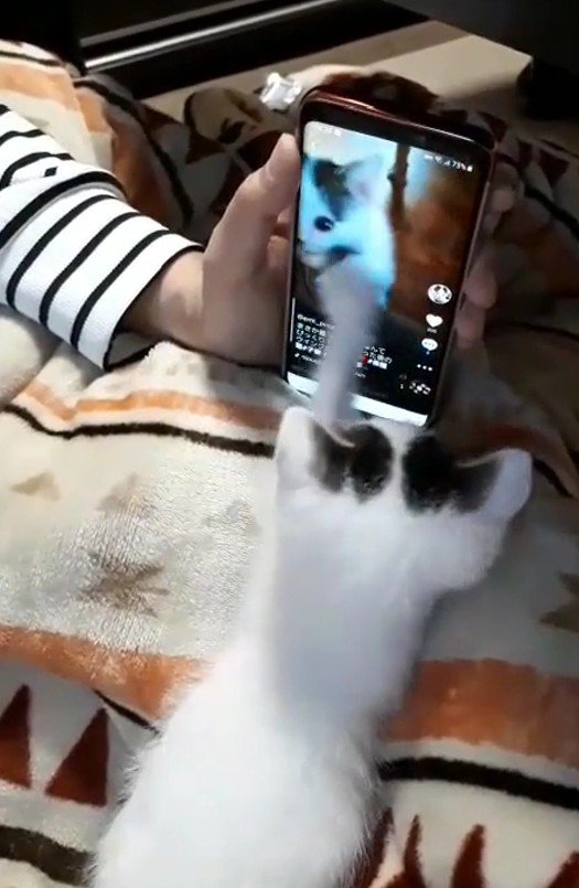 スマートフォンをタップする猫
