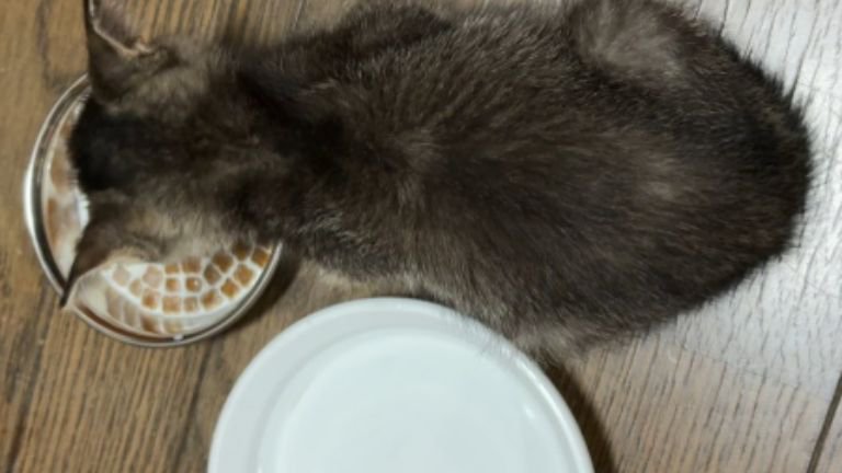 ご飯を食べる子猫