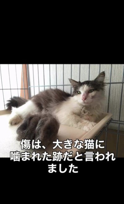 横になっている猫