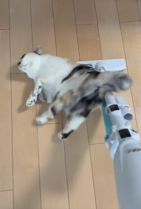 掃除機に背中をこすりつける三毛猫