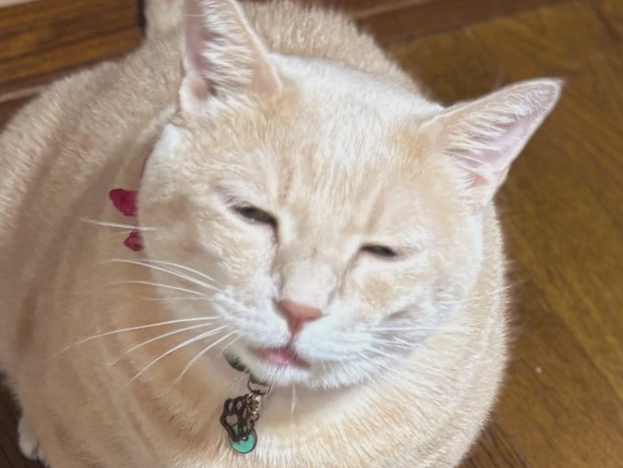 目を細めている猫の表情のアップ