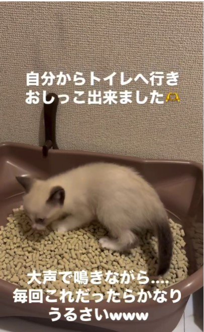 砂をかけている子猫%％相変わらず鳴き続けていたそう
