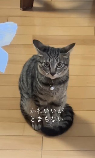 イカ耳がかわいい猫