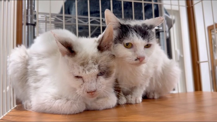 ケージの中で身を寄せ合う2匹の猫