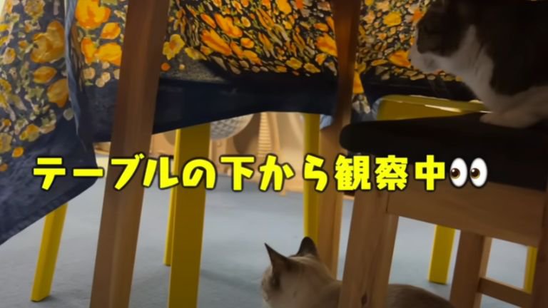 テーブル下にいる猫たち