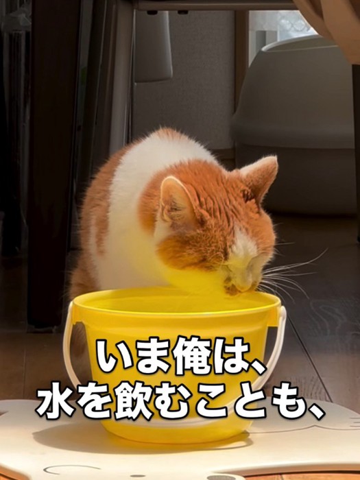 水を飲む猫