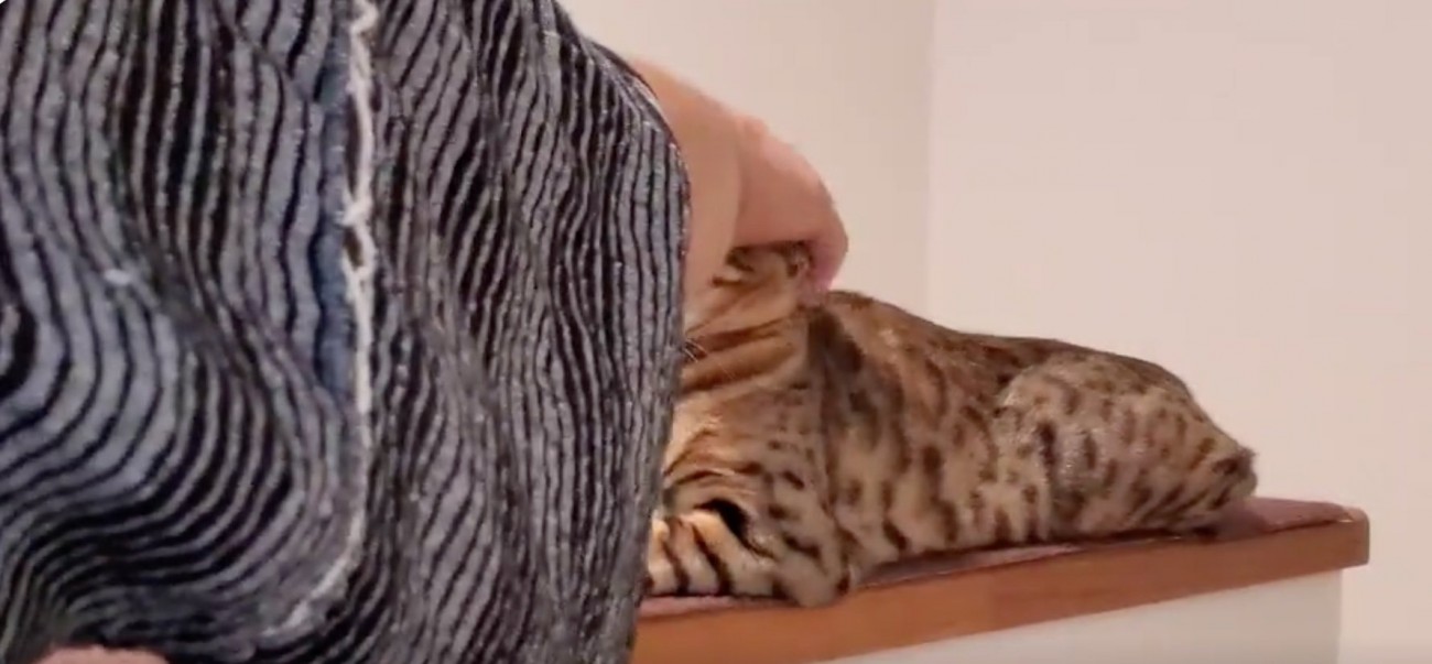 顔を撫でてもらう猫