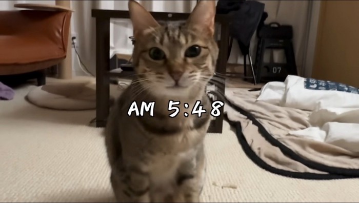 男性を見つめるキジトラ猫