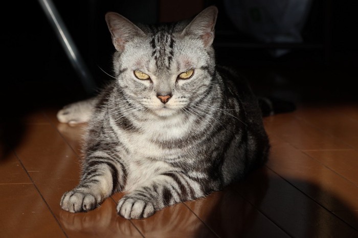 ちょっぴり警戒している猫