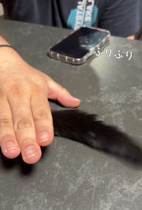 しっぽを捕まえられる猫