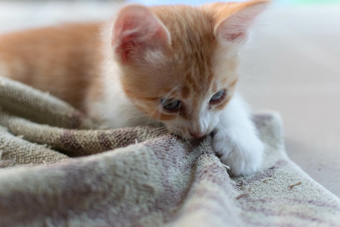 タオルをかく？子猫