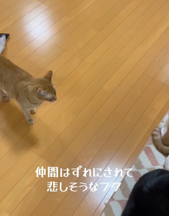 仲間外れで悲しそうなフクくん