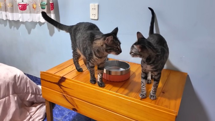 机の上で近づく2匹の猫