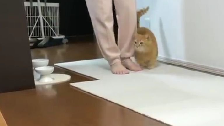 室内にいる猫