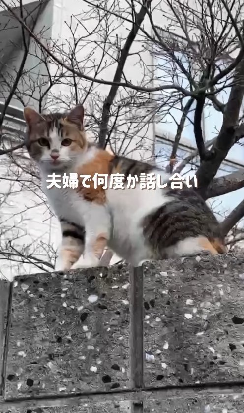 塀の上からカメラを見つめる猫