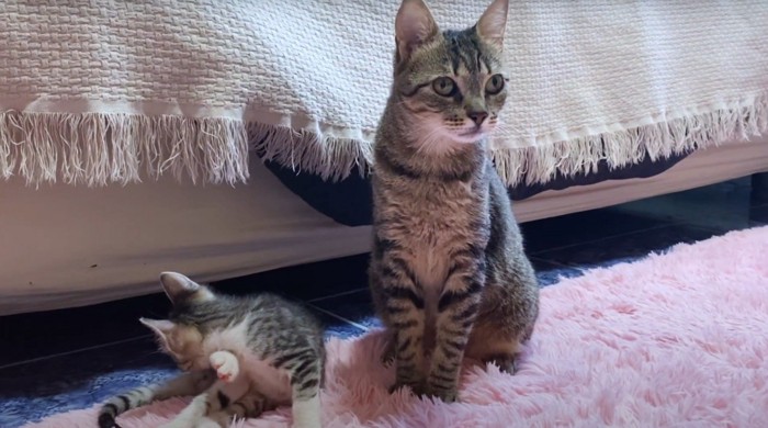 子猫と座っている成猫