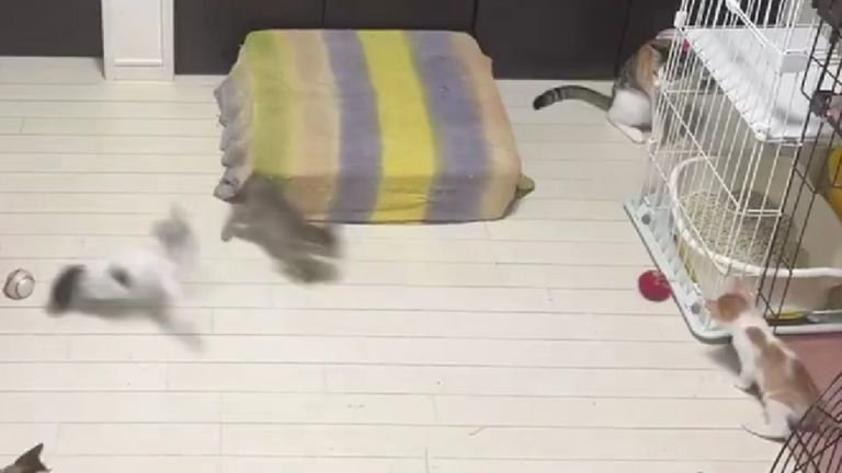 室内で過ごしている猫たち