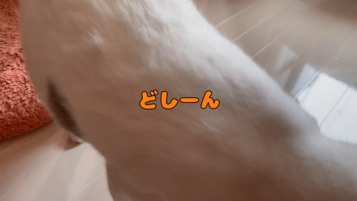 体当たりする猫