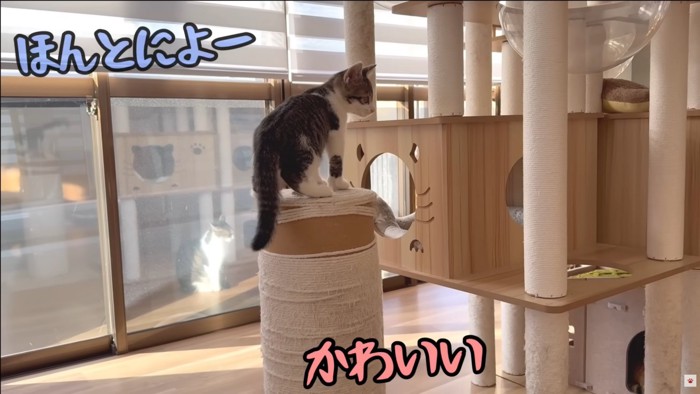 テロップ「かわいい ほんとによー」