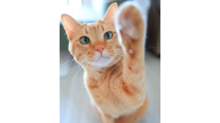 室内にいる猫