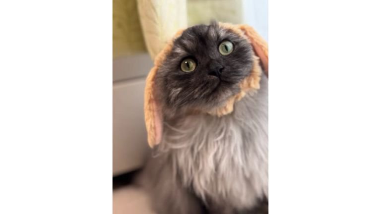 室内にいる猫