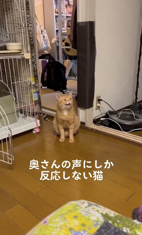 ケージの近くでお座りをして口を開けている猫
