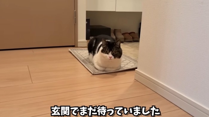 玄関マットに香箱座りしている猫
